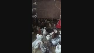 فروش مرغ 2ماه ونیمه بومی دورگ 09121986651_09123968671