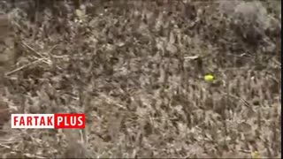 هجوم ملخ‌های مراکشی و ایتالیایی به پارس آباد مغان