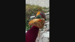 خرید و فروش تخم نطفه دار قرقاول و پرندگان زینتی