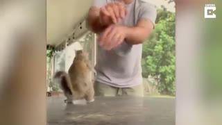 این سنجاب عاشق بازی کردنه!