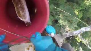 صیادان عسل از درخت