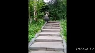 رفتار جالب حیوانات