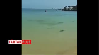 آمدن کوسه‌ها به ساحل جزیره کیش