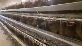 فروش مرغ 7ماهه بومی گلپایگان 2/200وزن09121986651و09123968671