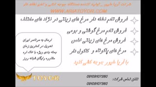 خرید و فروش تخم نطفه دار مرغ مرندی و ابریشمی