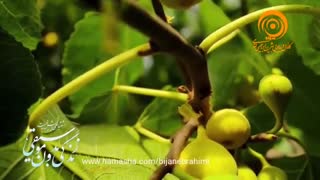 موزیک بیکلام - پل موریه