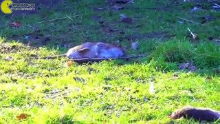 شکار موش با تفنگ بادی در روز روشن .tehrancdshop.com