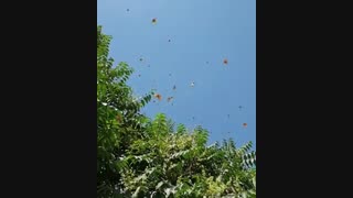 هجوم پروانهها به برخی شهرهای ایران