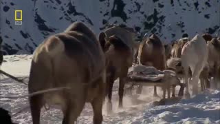 SIBERIA - Wild Russia - Beautiful Wilderness - Travel documentary HD