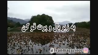 جهان فاسد مردم را - محسن چاوشی