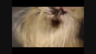 آموزش رنگ موی سر - رنگ کردن مو - میکاپ و آرایش مو - زیبایی سنتر