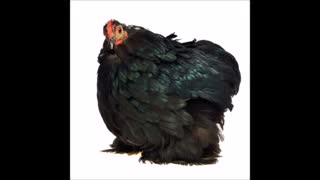 فروش تخم غاز و طیور زینتی
