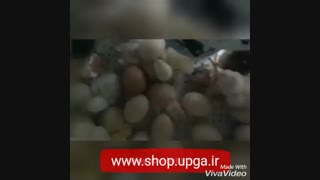 دستگاه جوجه کشی (خانگی , صنعتی)