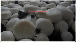 از سیر تا پیاز پرورش قارچ