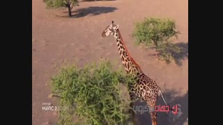 مویک 2 DJI