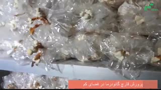 پرورش قارچ گانودرما