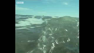 نهنگ های قاتل برای شکار حتی تا ساحل هم می آیند