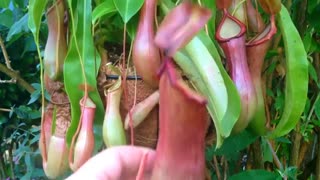 محتویات شکم گیاه گوشتخوار Nepenthes Pitcher