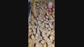 بوقلمون بی یو تی 7 روزه