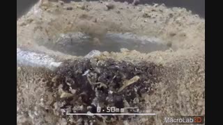 میتونین اجسام زوم شده در ویدئو رو حدس بزنین؟