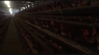 فروش مرغ تخمگذارلوهمن 8ماهه 09121986651