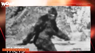 آیا یتی غول برفی هیمالیا واقعا وجود دارد ؟